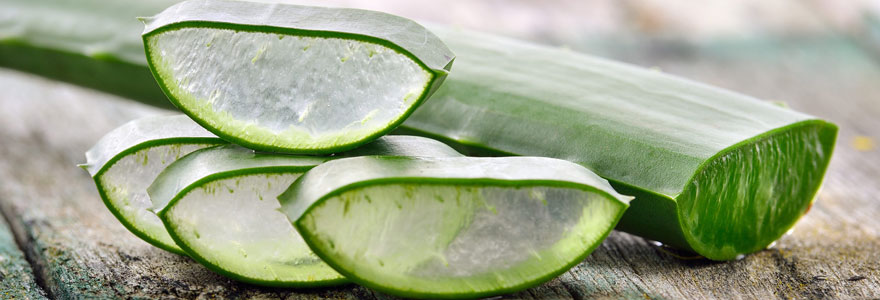 Aloe vera