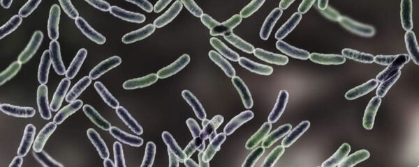 lactobacillus gasseri