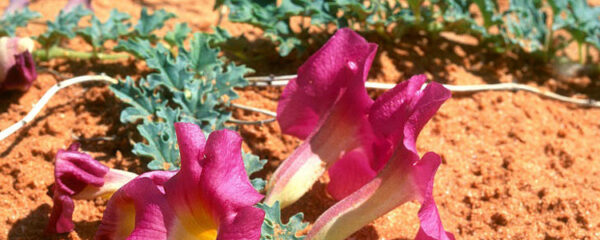 harpagophytum